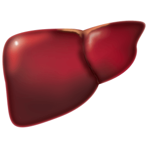 liver, medicine, biology