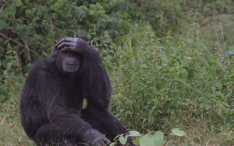 Black Gorilla on Green Grass